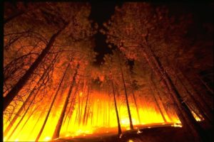 Wildfire Prevention and Safety